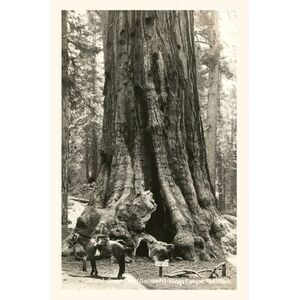 The Vintage Journal General Grant Sequoia, Kings Canyon National Park -- Found I